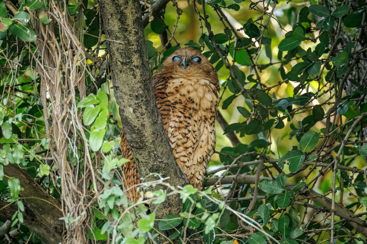 Pel's Fishing-Owl - ML645606974