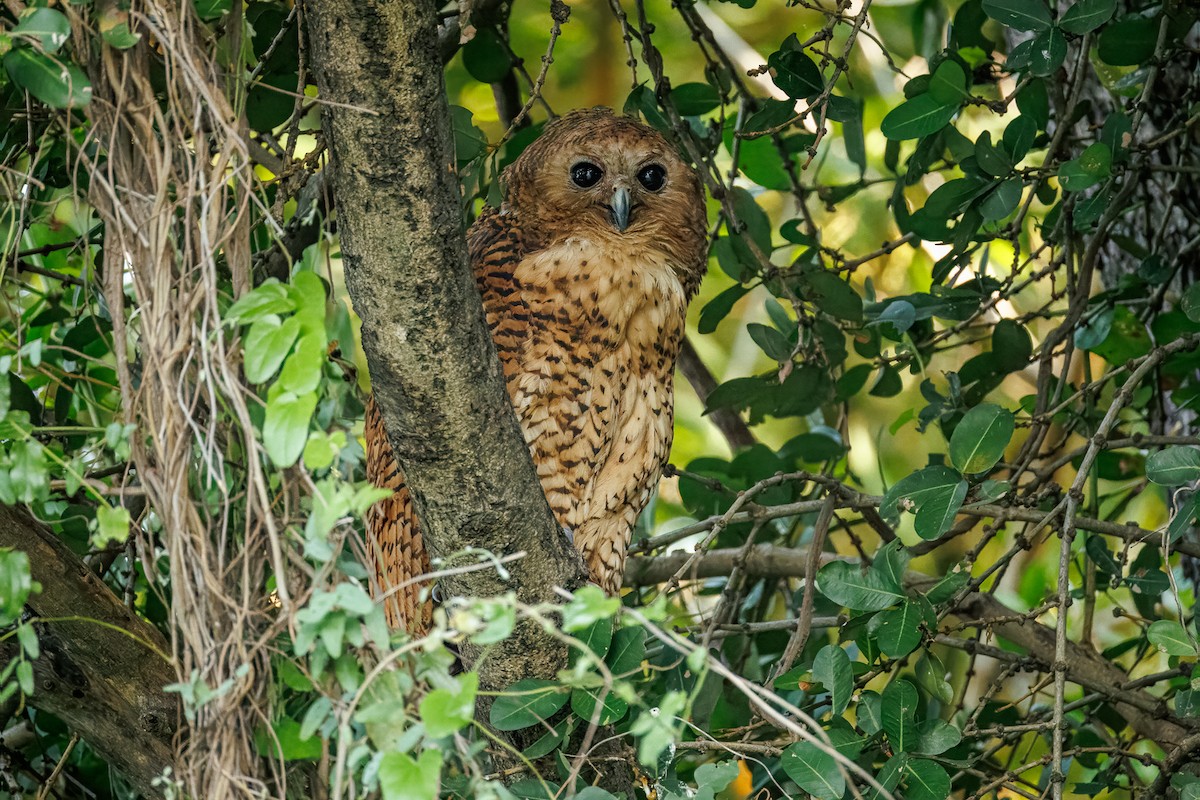 Pel's Fishing-Owl - ML645606975