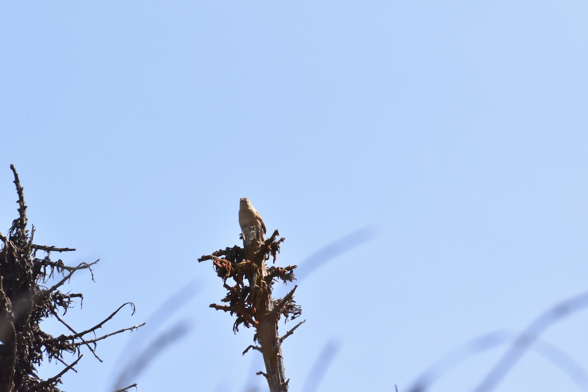 Southern House Wren - ML645606986