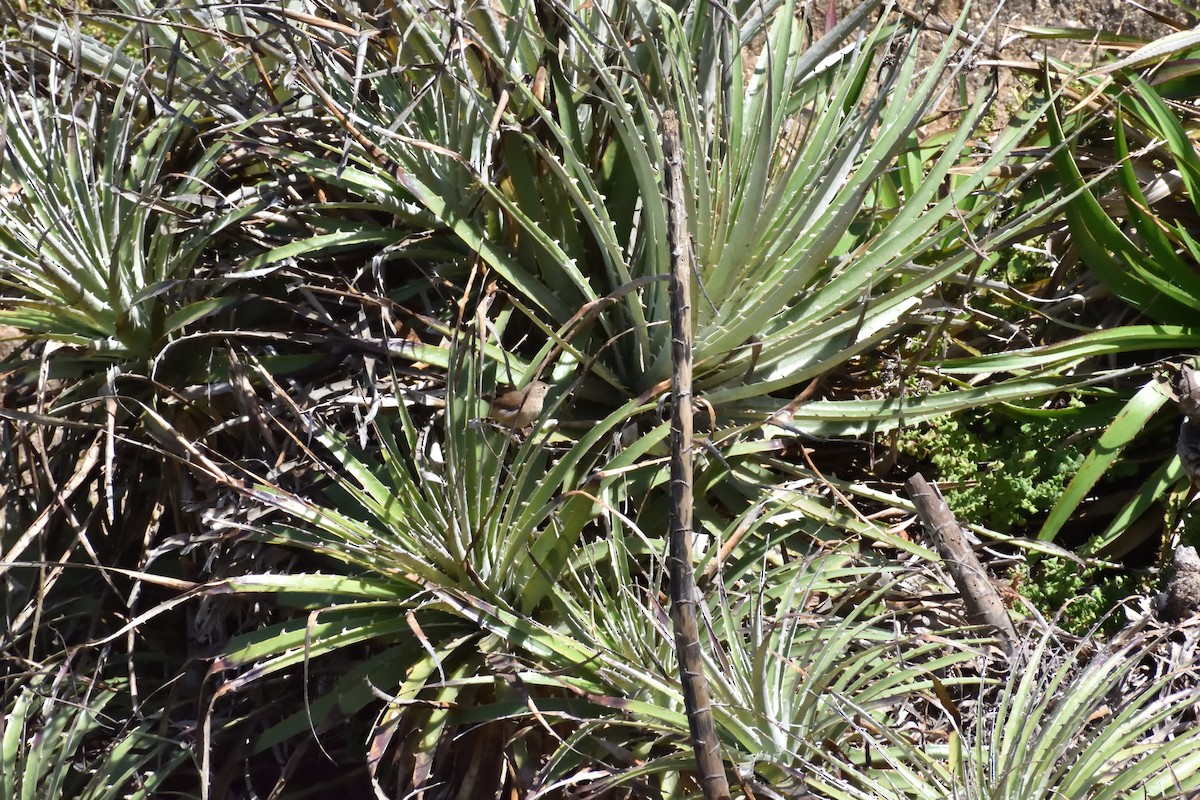 Southern House Wren - ML645607003