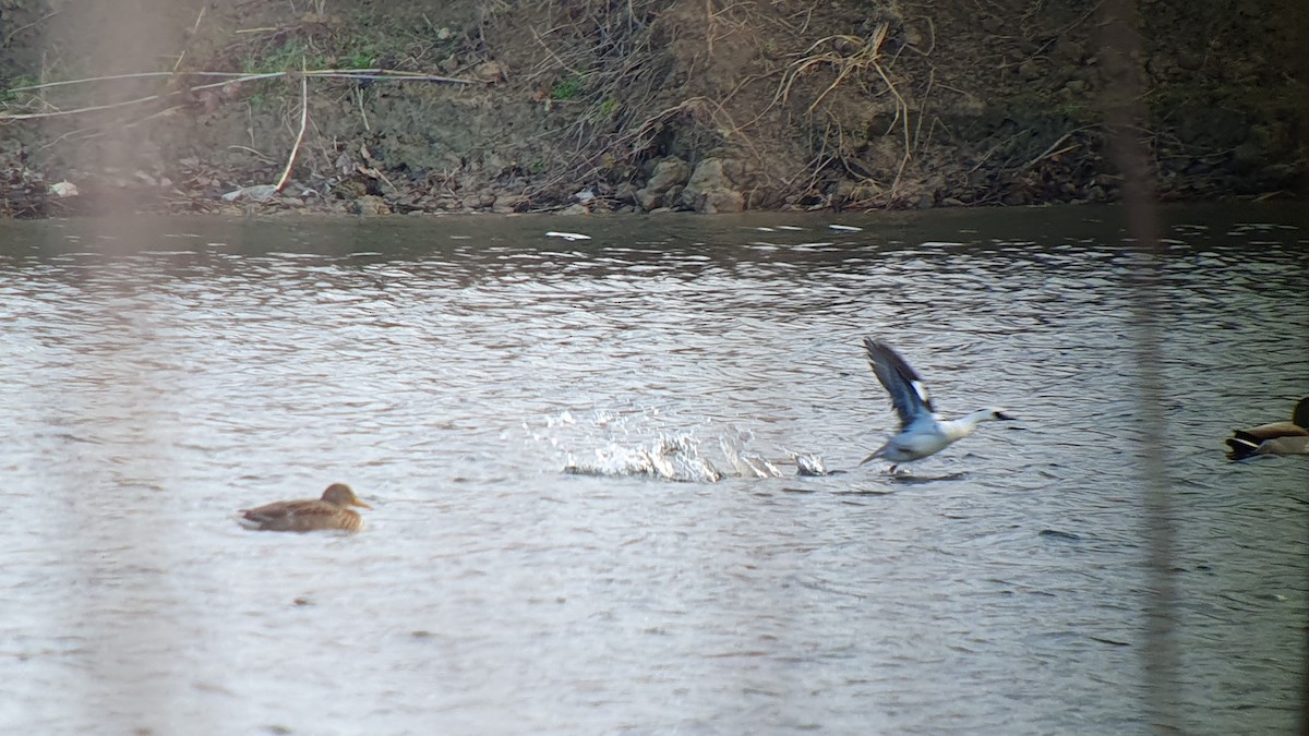 morčák malý - ML645607013