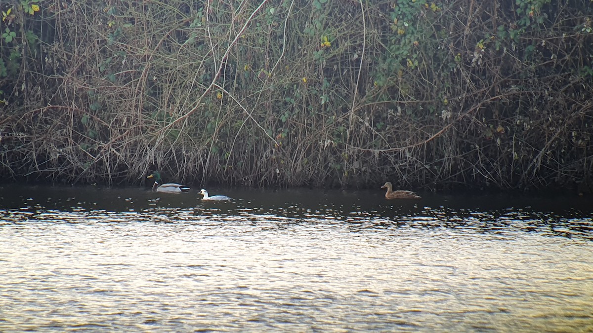 morčák malý - ML645607015