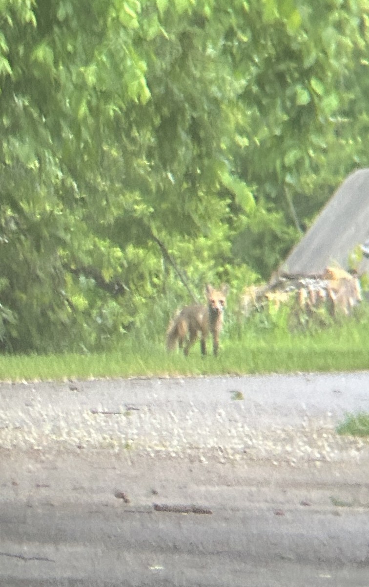 Red Fox - ML645607019