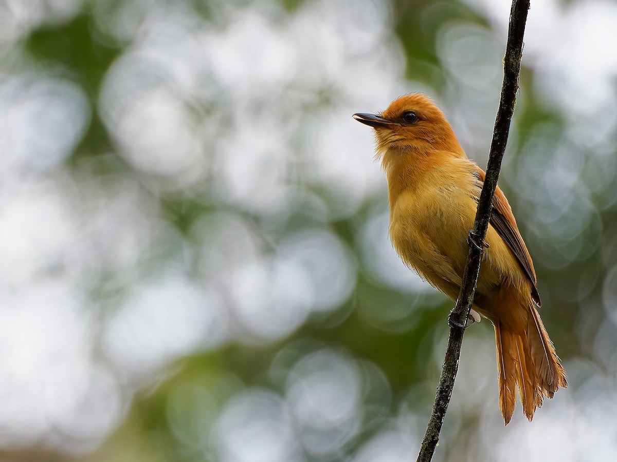 Cinnamon Attila - ML645607024