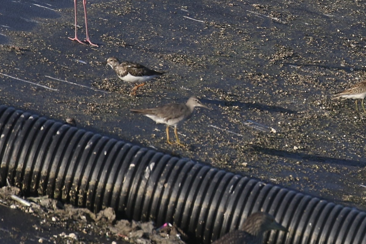 Wandering Tattler - ML645607052