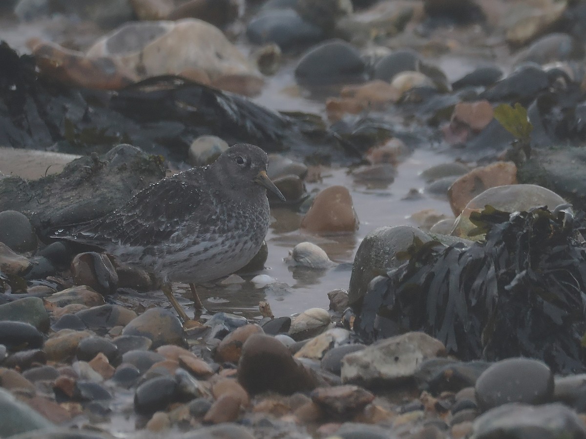 Purple Sandpiper - ML645607054