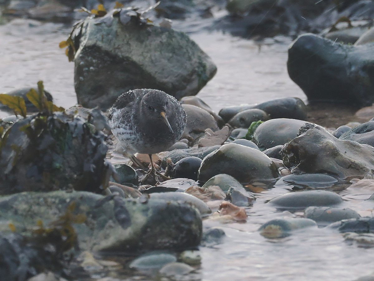 Purple Sandpiper - ML645607059