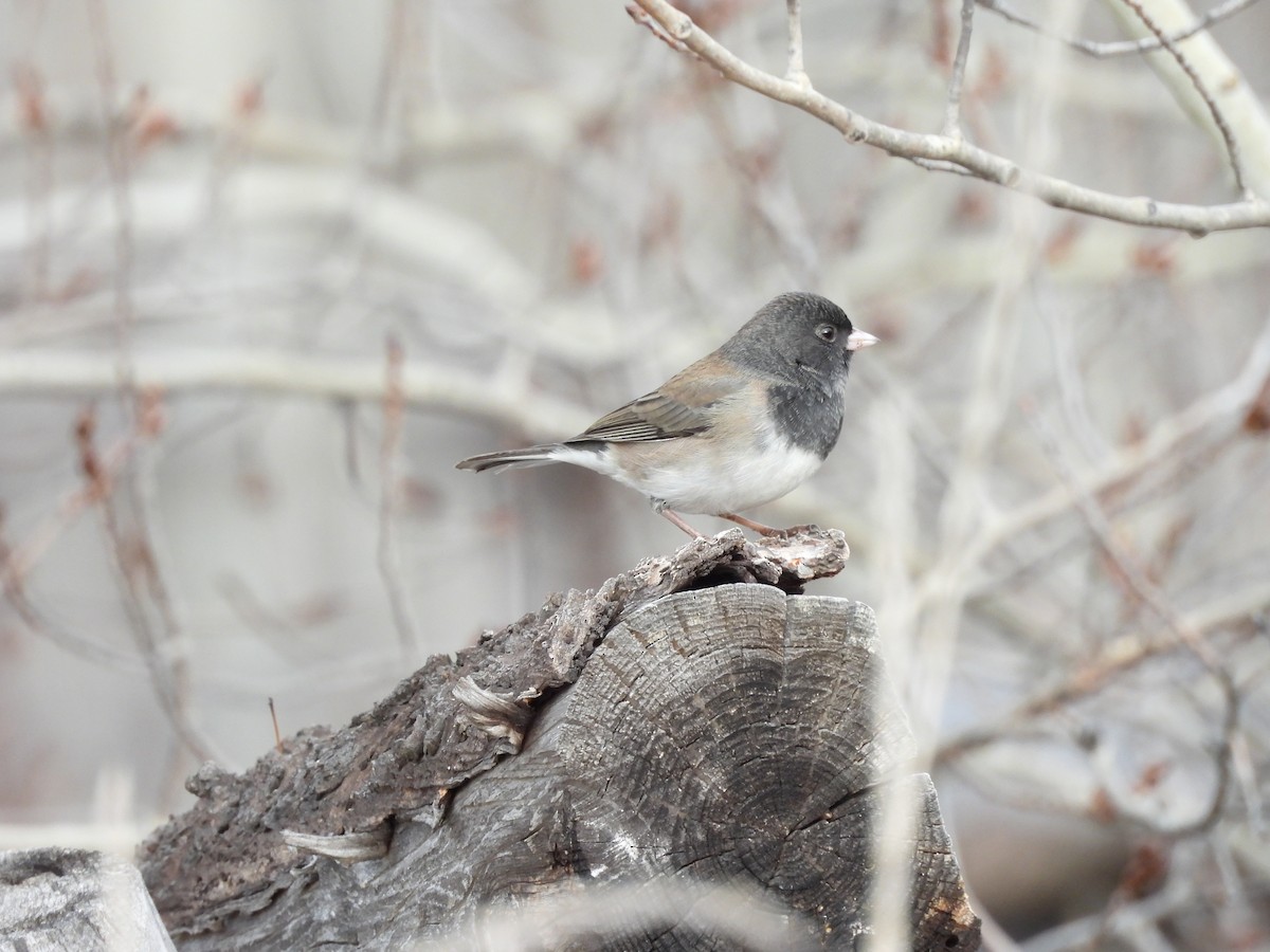 Dark-eyed Junco - ML645607060