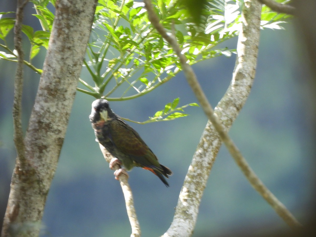 Bronze-winged Parrot - ML645607063