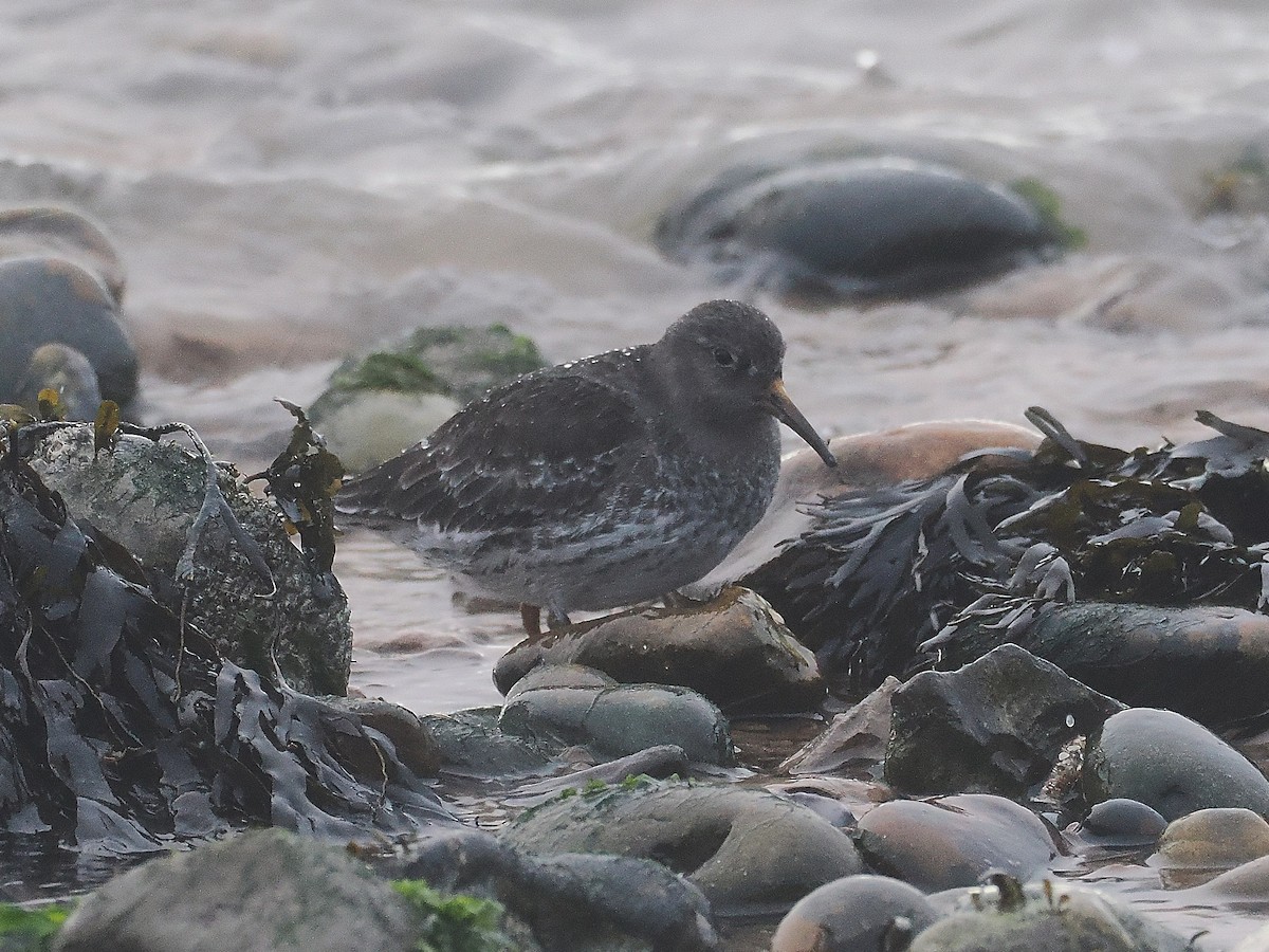 Purple Sandpiper - ML645607065