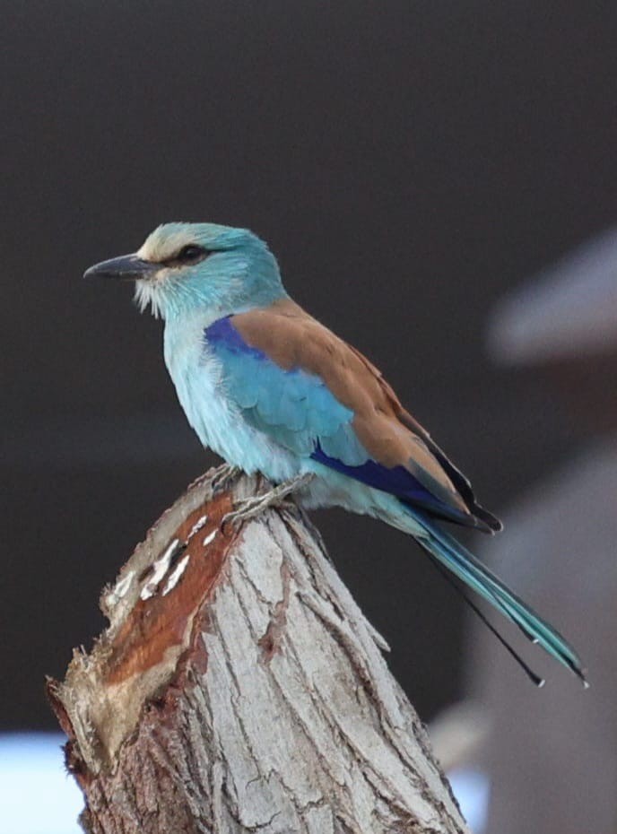 mandelík sahelský - ML645607066