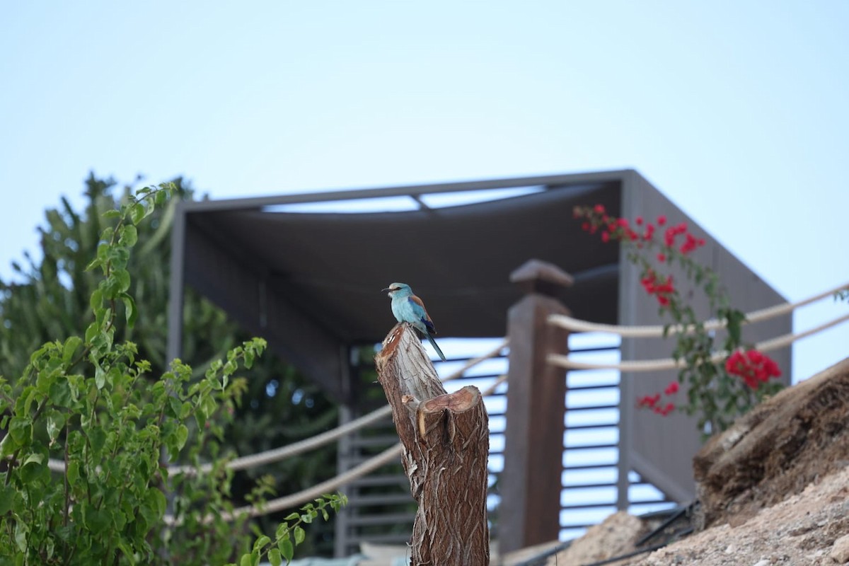 mandelík sahelský - ML645607067