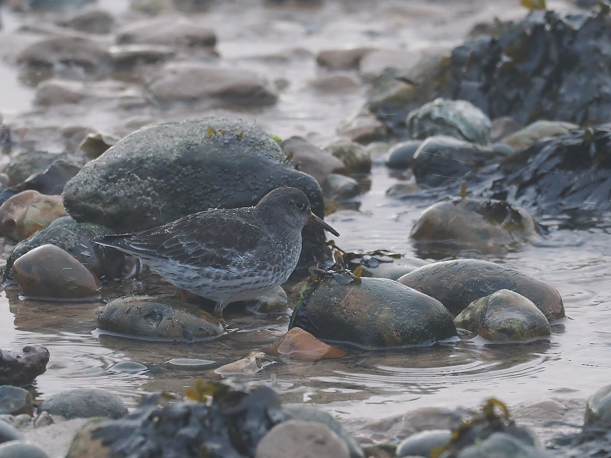 Purple Sandpiper - ML645607073