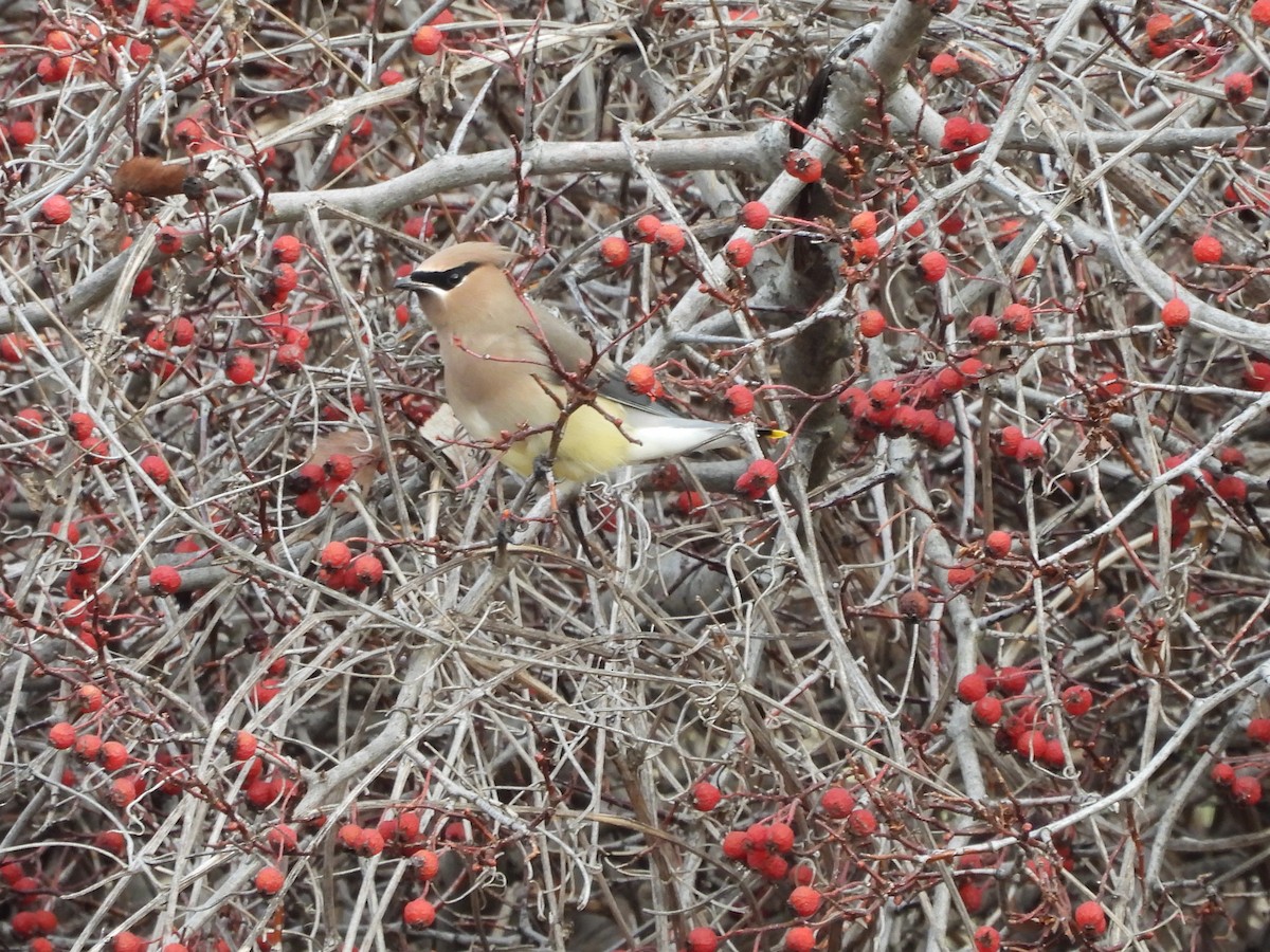 Cedar Waxwing - ML645607079