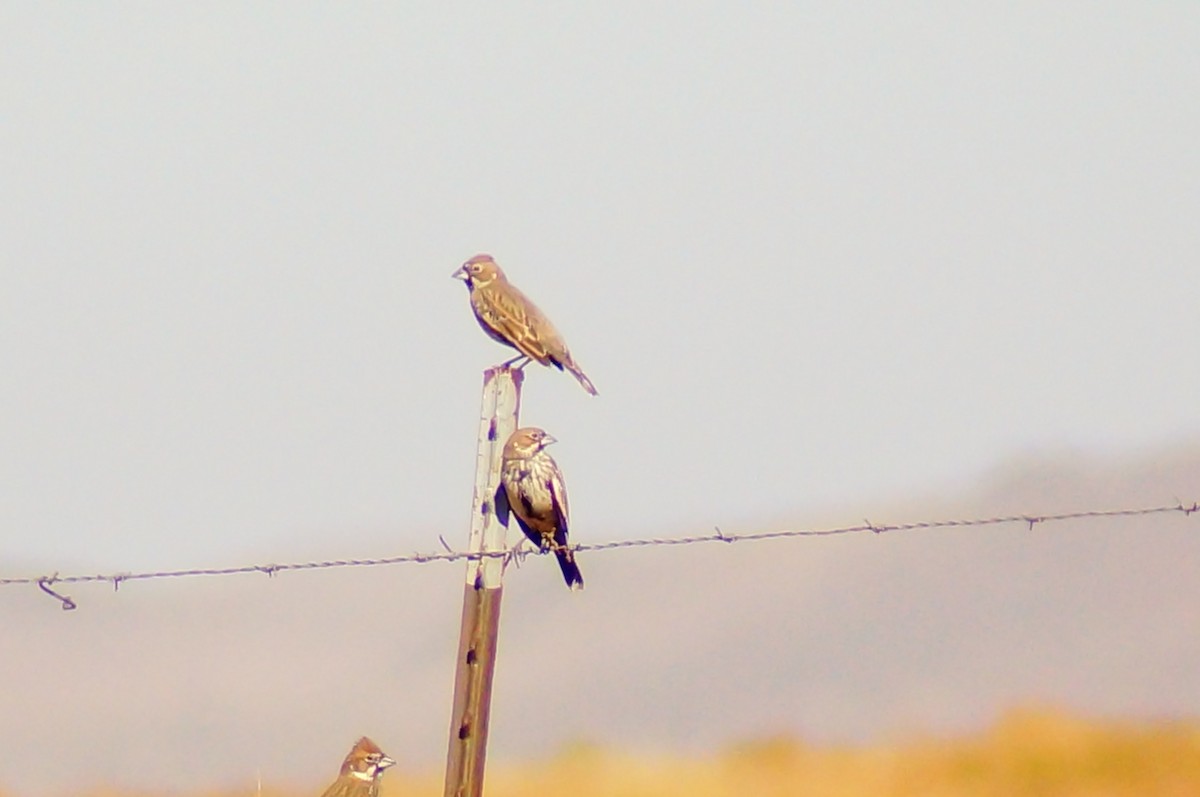 Prärieammer - ML645607088