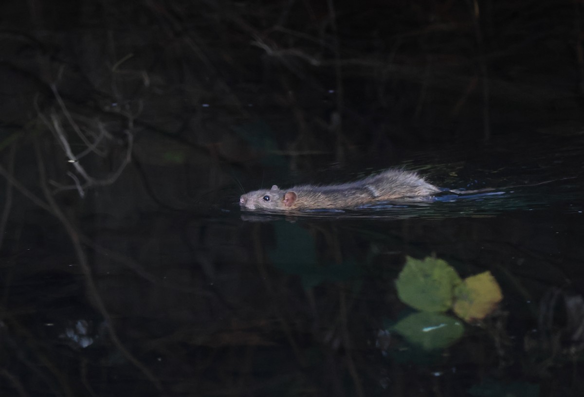 Brown Rat - ML645607089