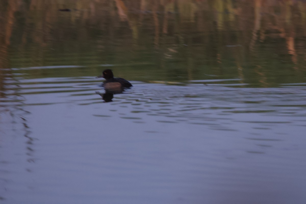 Tufted Duck - ML645607091