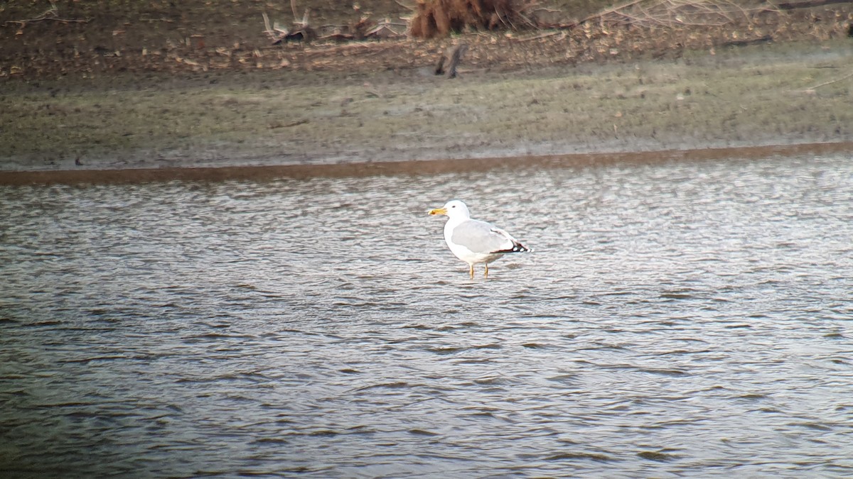 racek bělohlavý - ML645607092