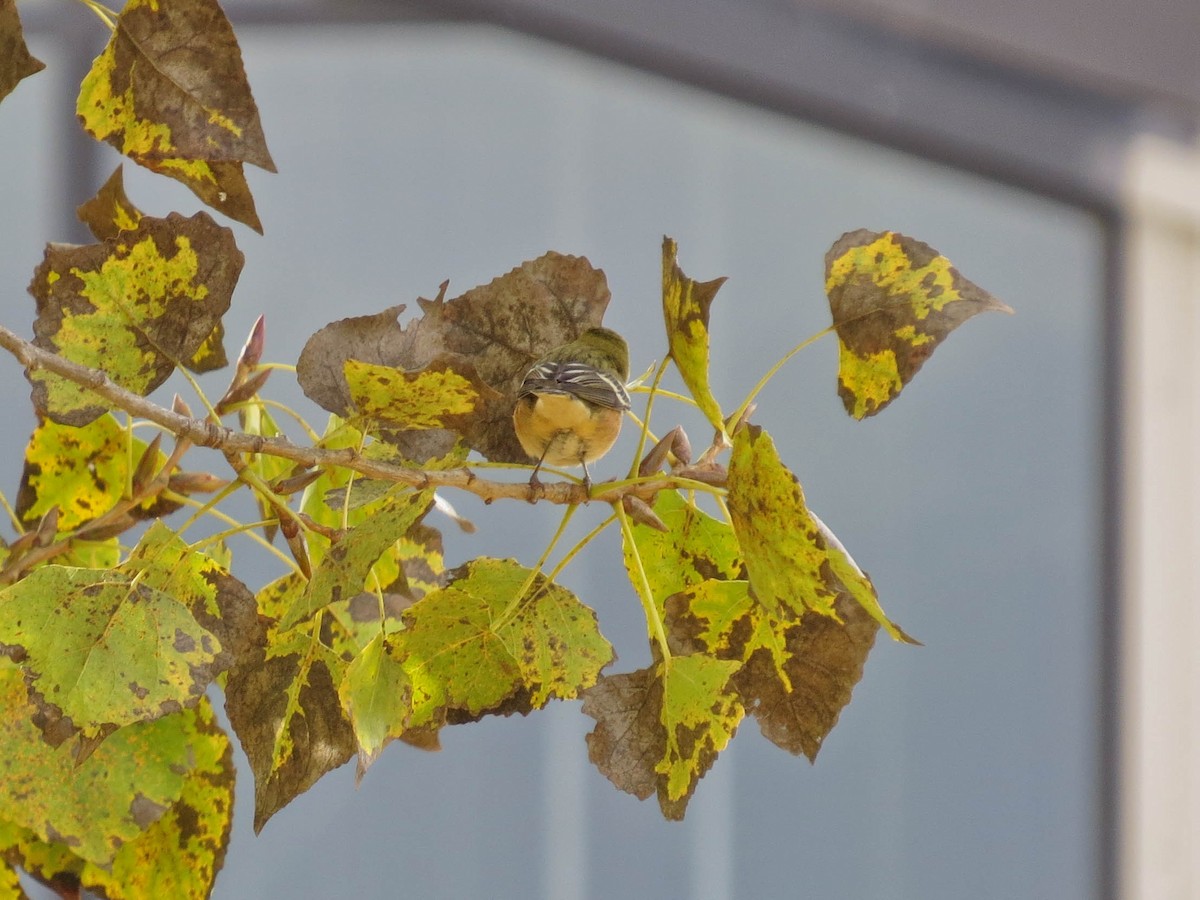 Bay-breasted Warbler - ML645607096
