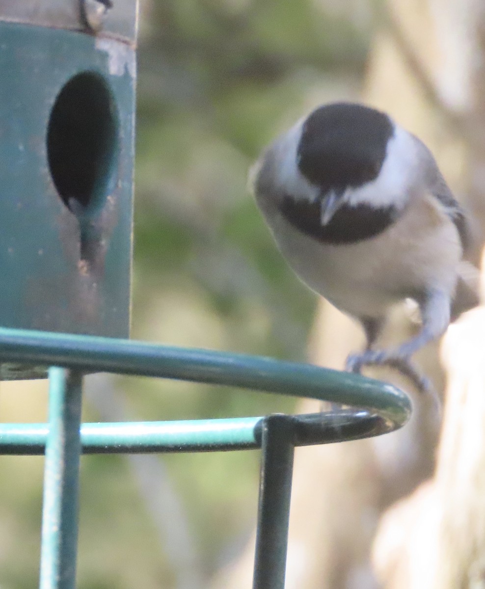 Каролинская гаичка - ML645607114