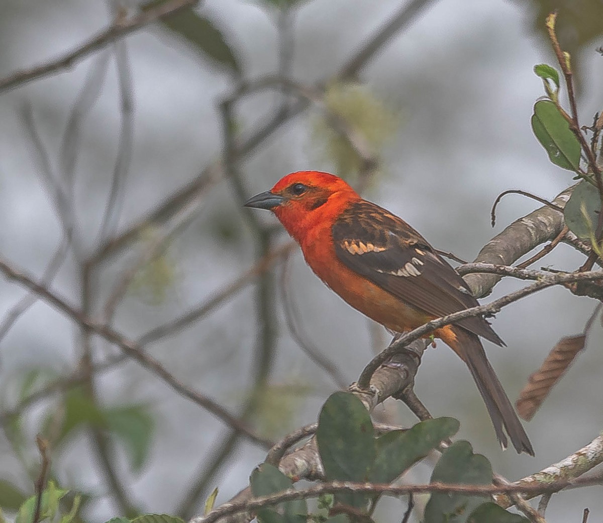 Flame-colored Tanager - ML645607142