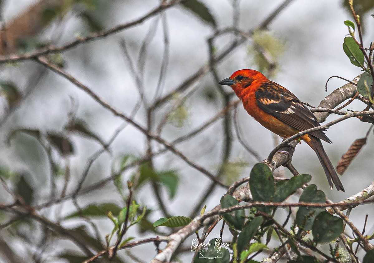 Flame-colored Tanager - ML645607144