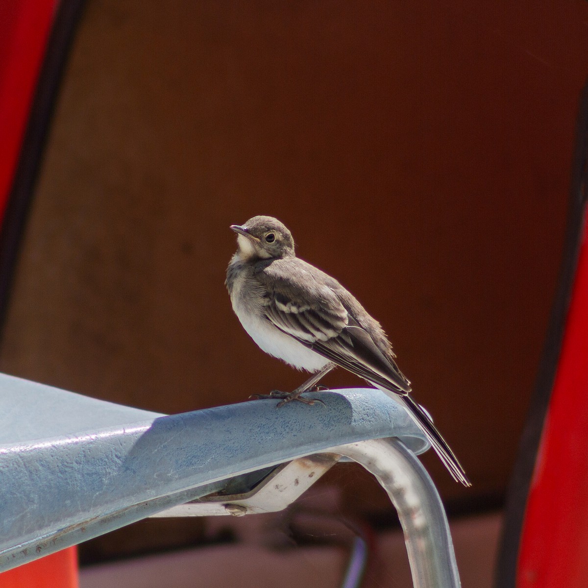 konipas bílý - ML645607147