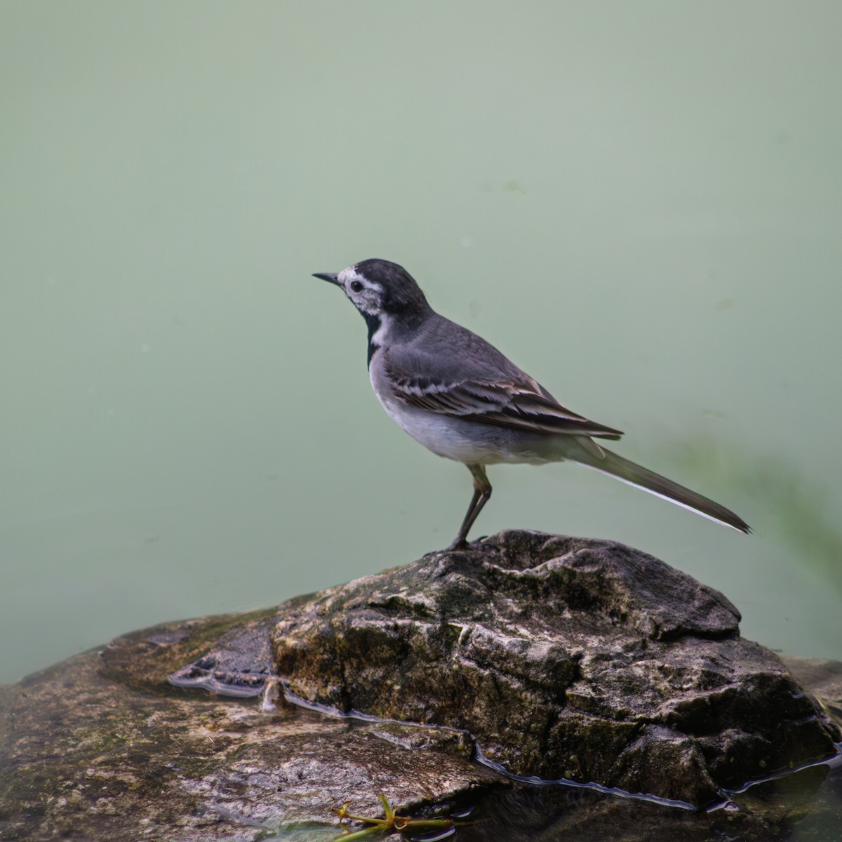 konipas bílý - ML645607148