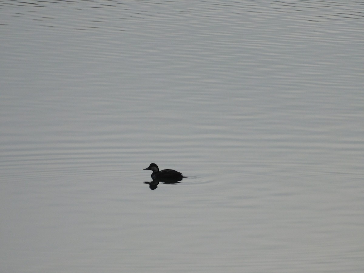 Black Scoter - ML645607150