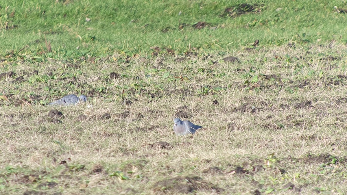 holub doupňák - ML645607151