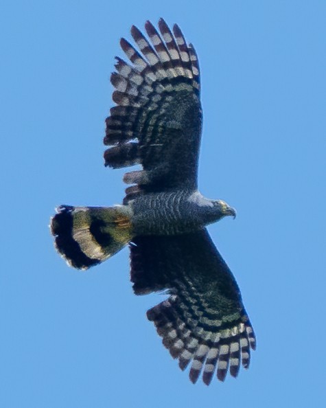 Hook-billed Kite - ML645607153