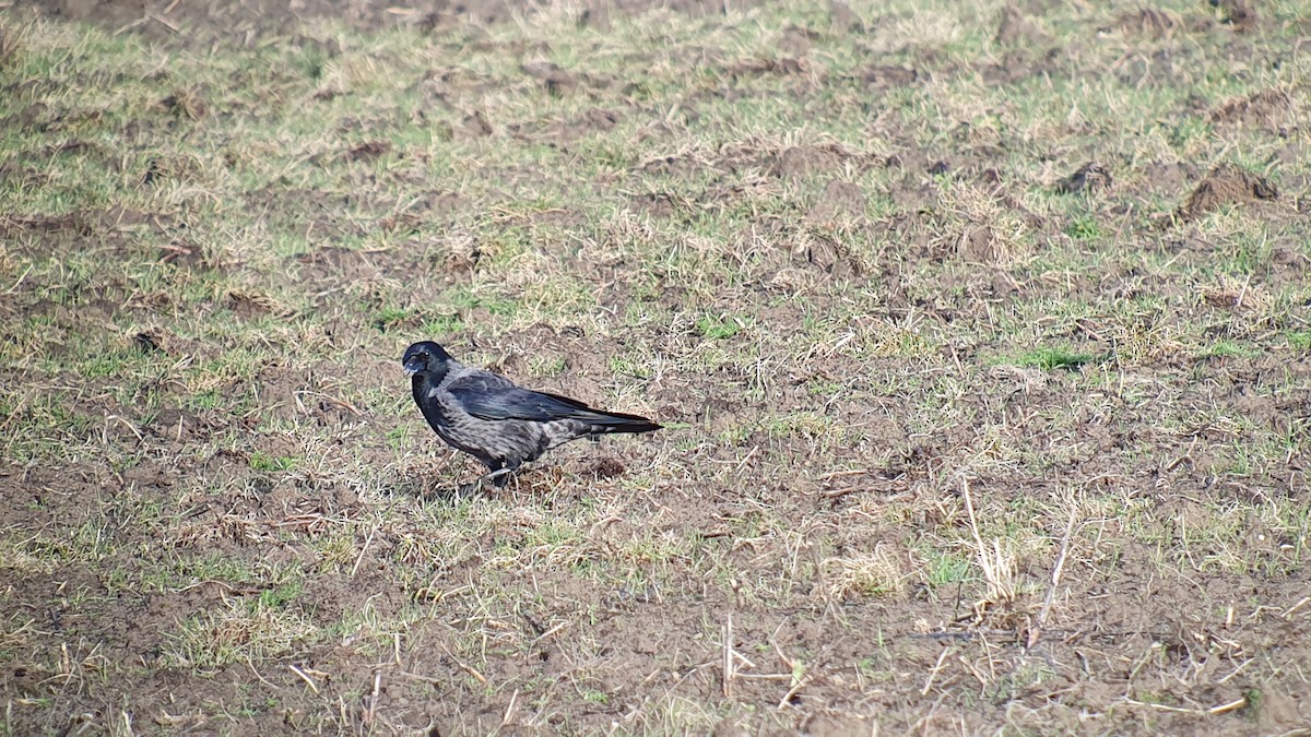 vrána černá x šedá (hybrid) - ML645607159