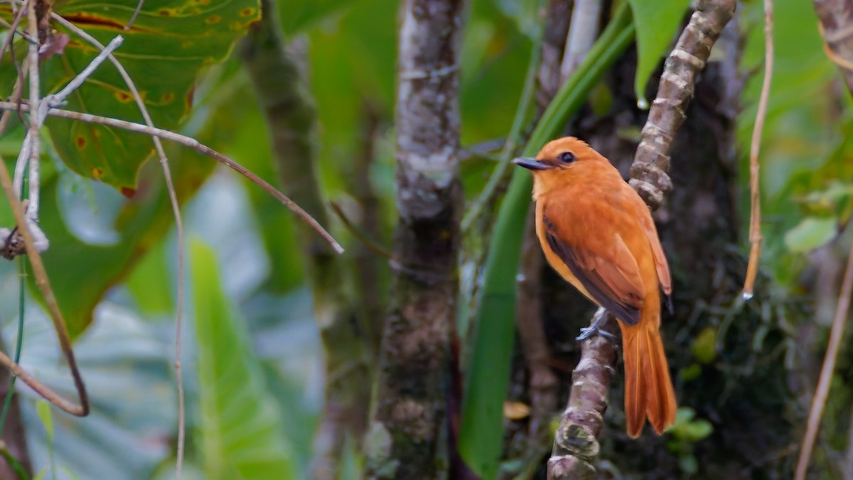 Cinnamon Attila - ML645607186