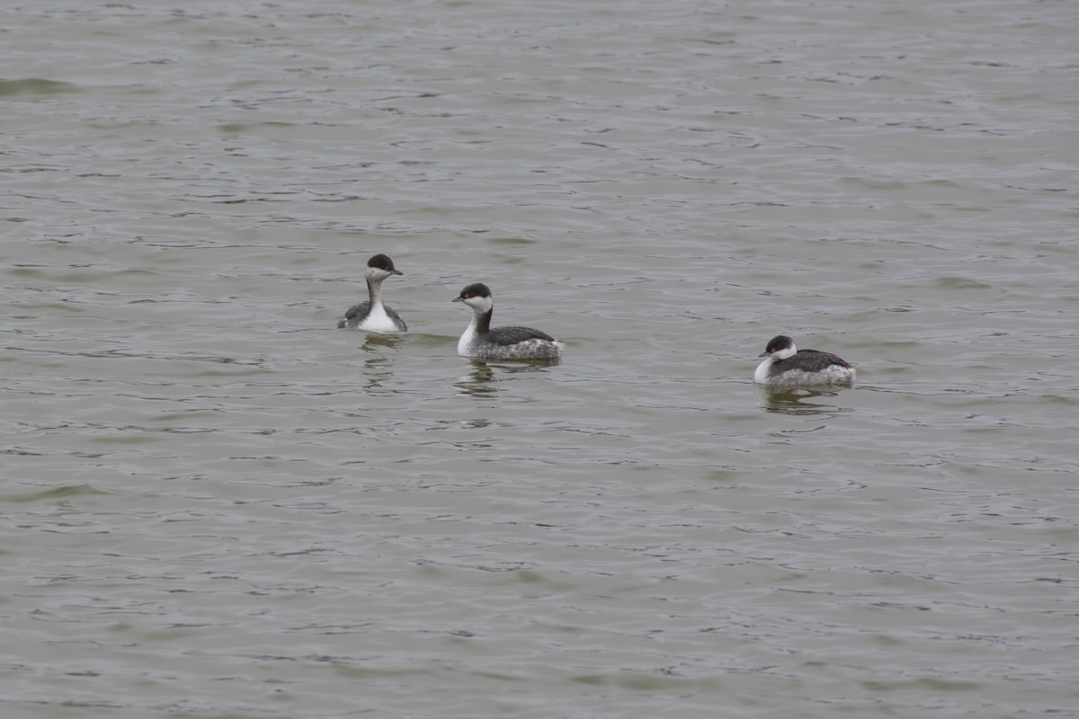 potápka žlutorohá - ML645607188