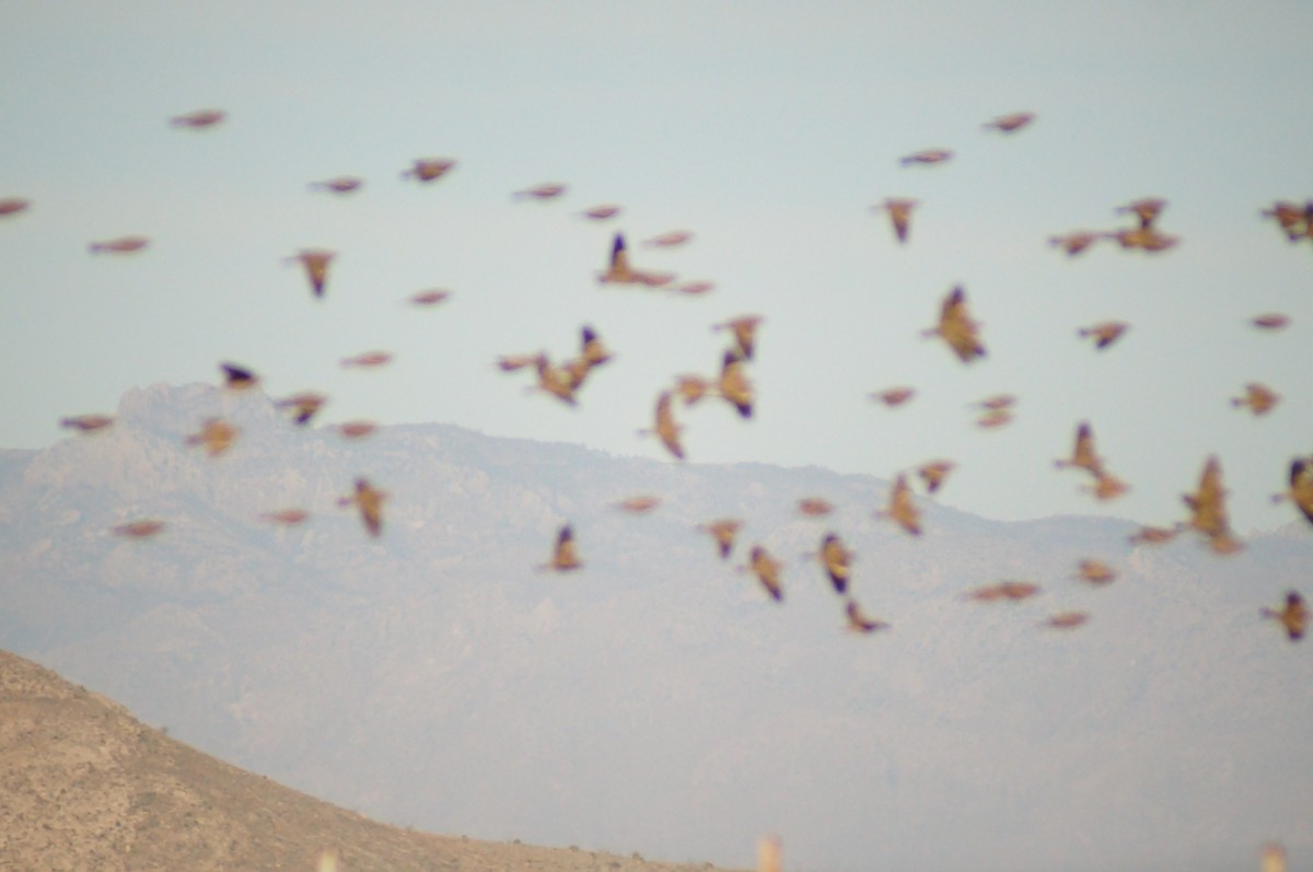 Prärieammer - ML645607211