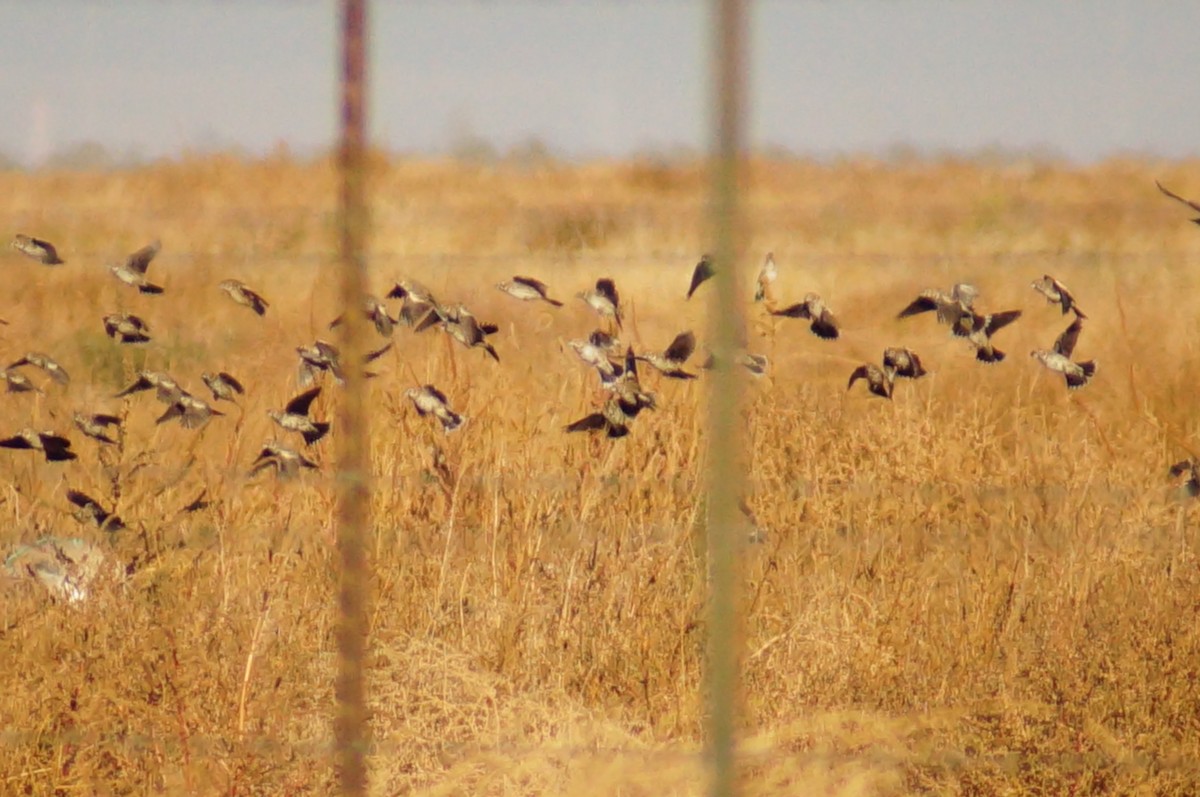 Prärieammer - ML645607212