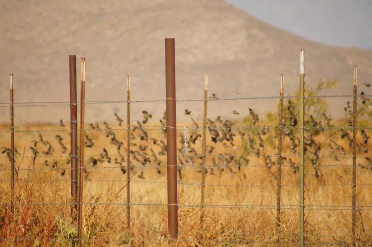 Prärieammer - ML645607214