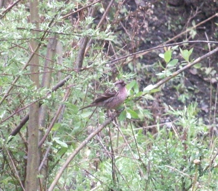 Himalayan Beautiful Rosefinch - ML645607218