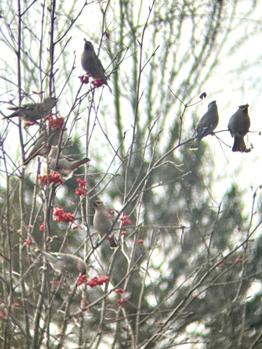 Ampelis Europeo - ML645607228