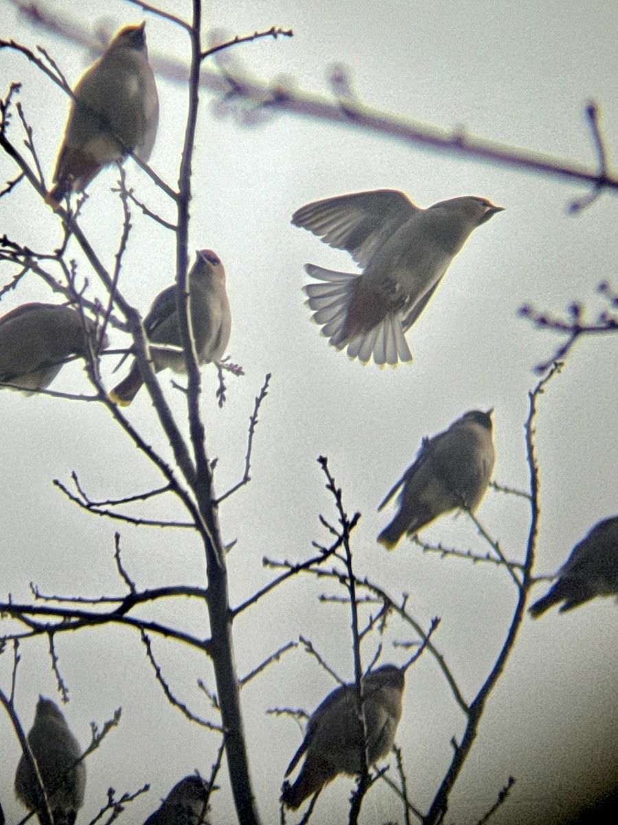 Ampelis Europeo - ML645607229