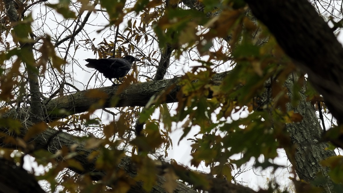 Kuzgun - ML645607239