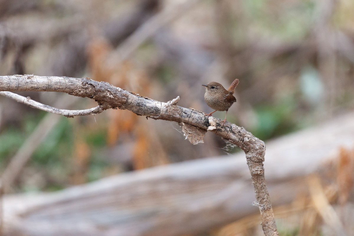 Winter Wren - ML645607241