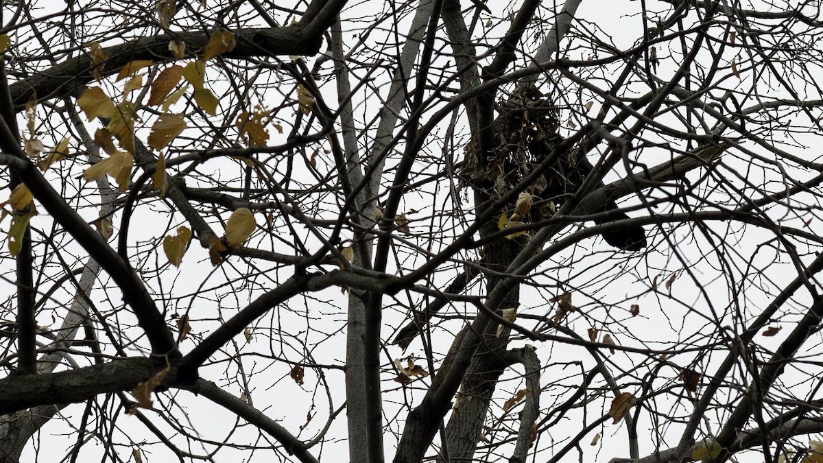 Kuzgun - ML645607243