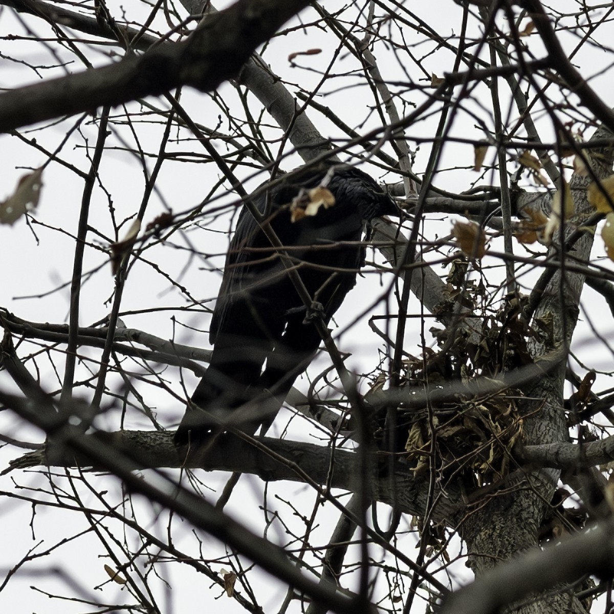 Kuzgun - ML645607244