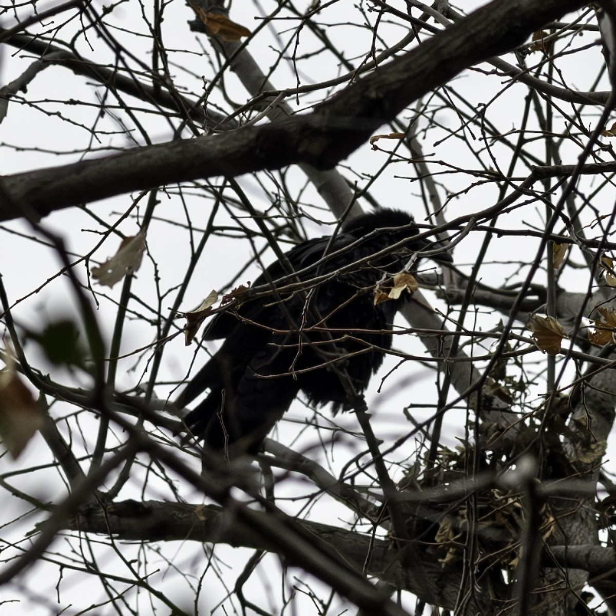 Kuzgun - ML645607246