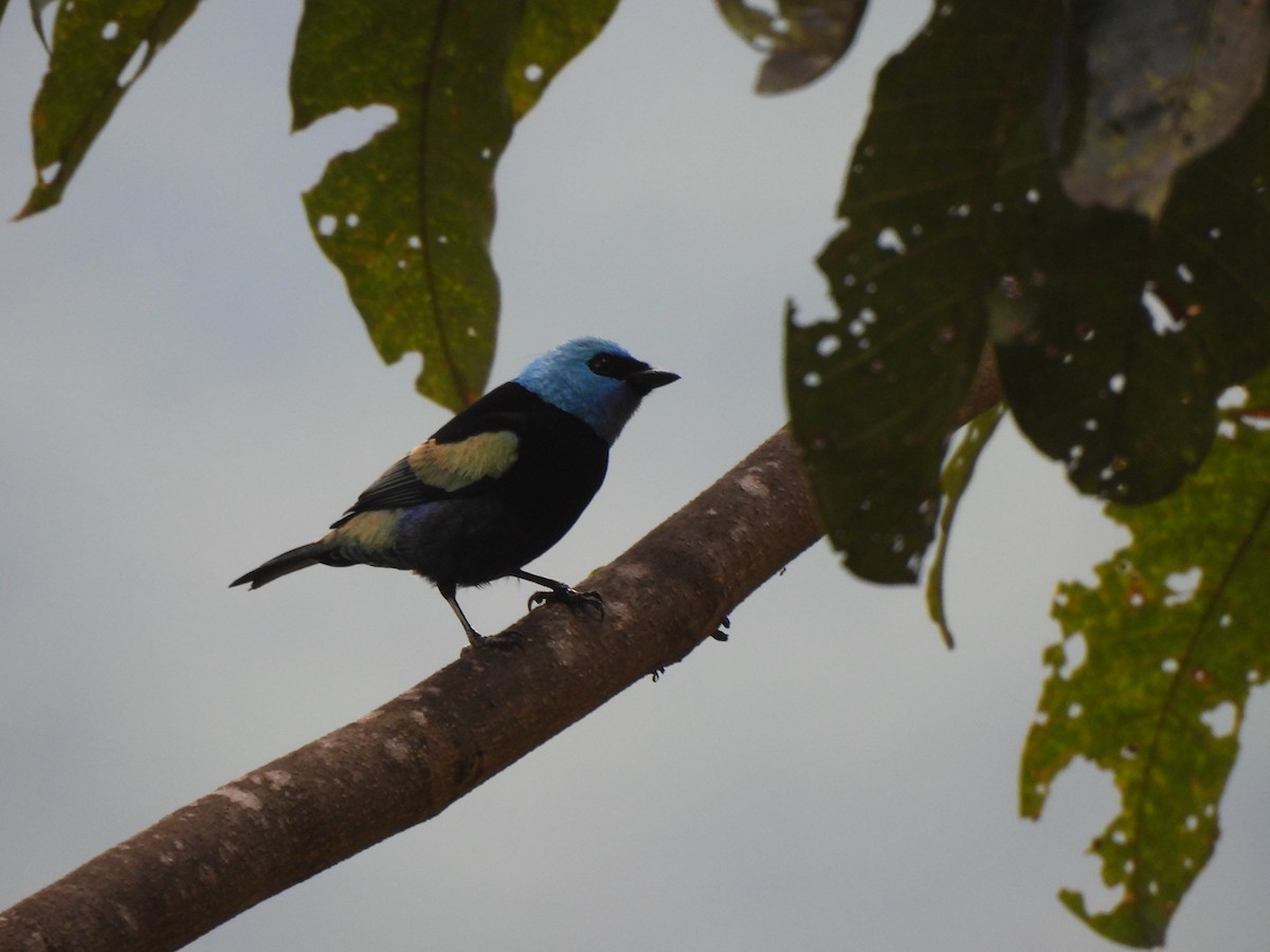 Лазурноголовая танагра - ML645607256