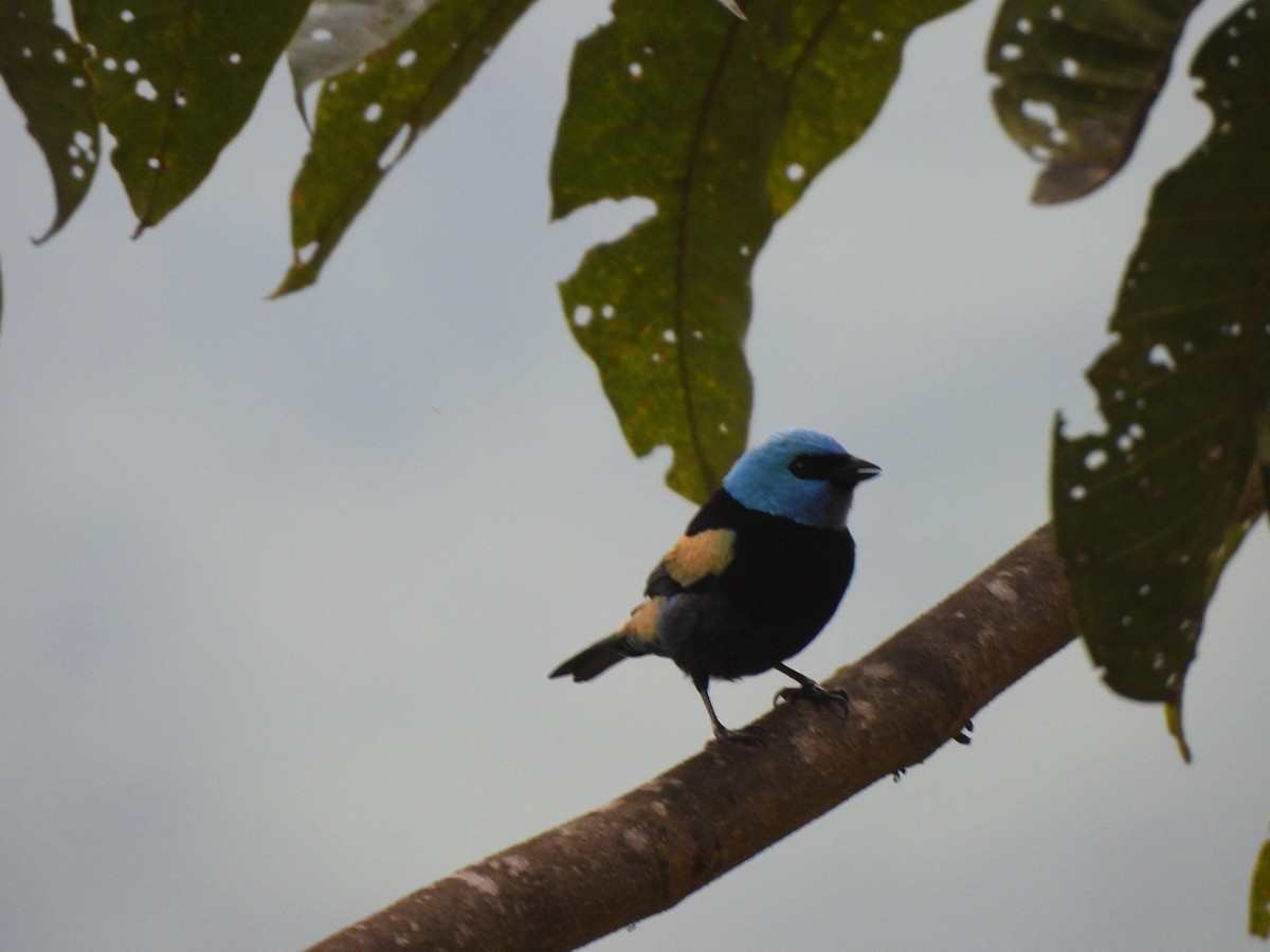 Лазурноголовая танагра - ML645607257