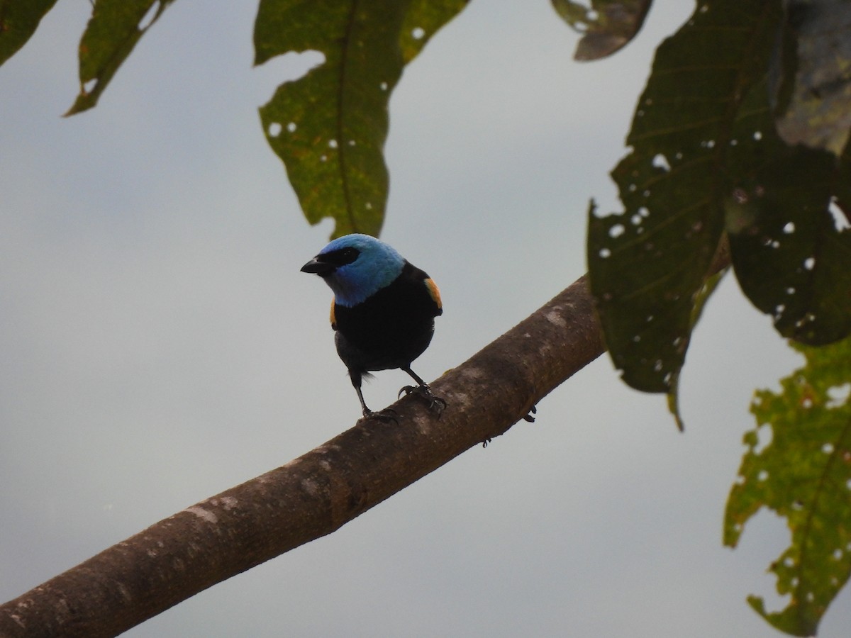 Лазурноголовая танагра - ML645607258