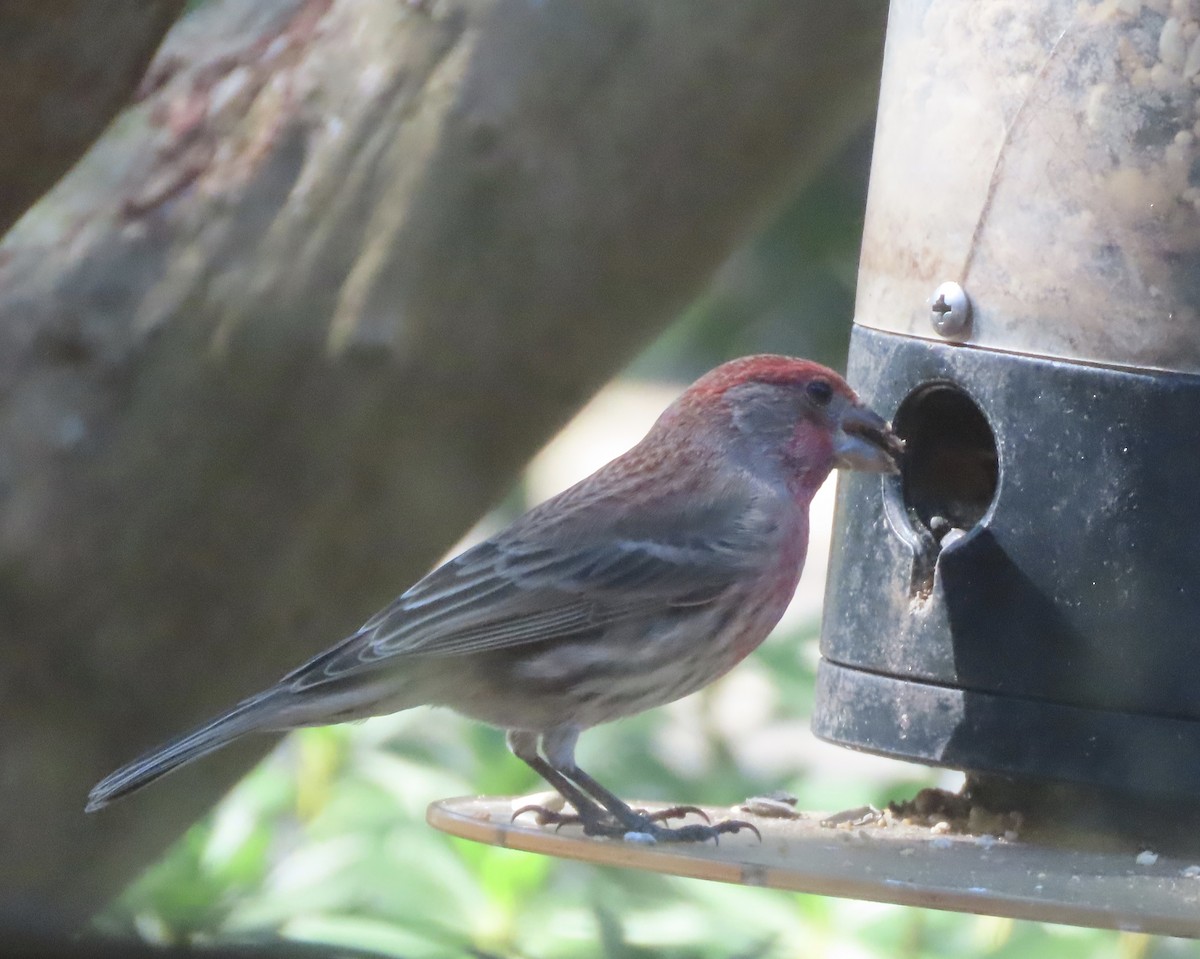 House Finch - ML645607269