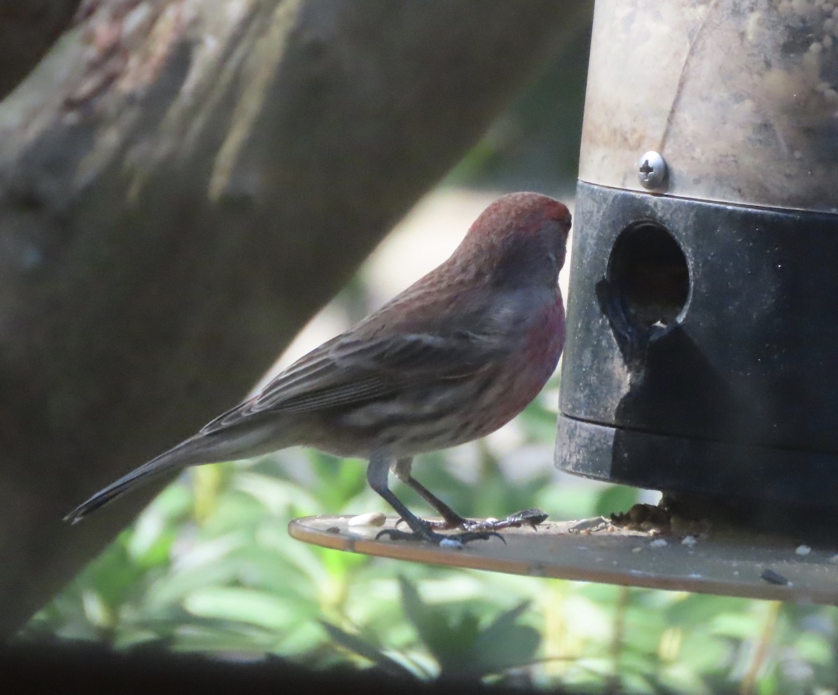 House Finch - ML645607270